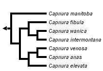 taxon links