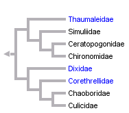 taxon links