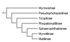 taxon links