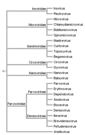 taxon links