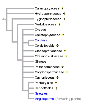 taxon links