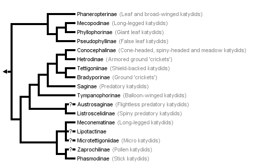 taxon links