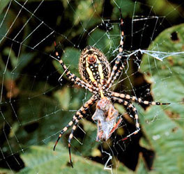 Banded Argiope