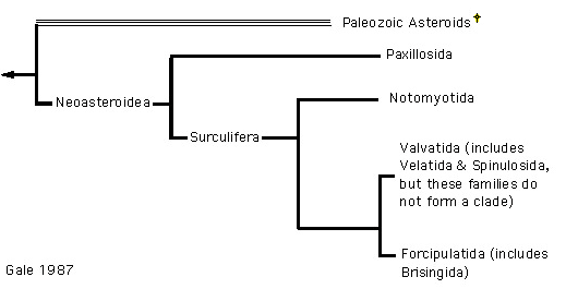 Gale's 1987 hypothesis for the relationships of Asteroidea