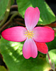 Begonia froebelii