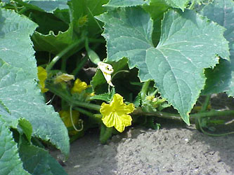 Cucumber plant, Cucumis sativus