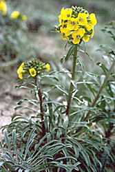 Coast wallflower, Erysimum ammophilum