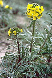 Coast wallflower, Erysimum ammophilum