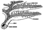 Arm and ambulacrum morphology of a living crinoid