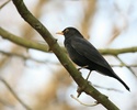 Male blackbird