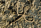 brittle star on rock