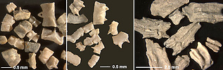 Isolated pieces of the calcareous rings of fossil holothurians