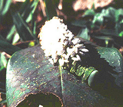 Sphingid caterpillar with cocoons of Cotesia congregata