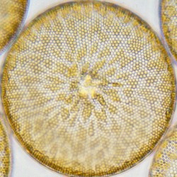 Living Coscinodiscus