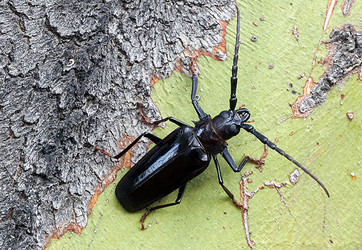 Derobrachus geminatus, palo verde borer