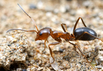 Dorymyrmex bicolor worker