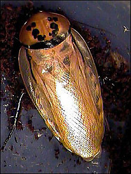 Eublaberus distanti