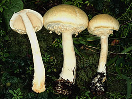 Agaricus