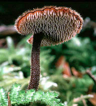 Auriscalpium vulgare, with a toothed or hydnoid hymenophore