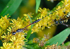 Gasteruption jaculator feeding at flowers