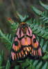 Elegant sheep moth