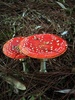 Fly Agaricus