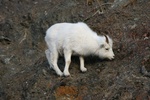 browsing dall sheep