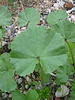closeup of leaves