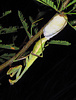 Mantis (Stagmomantis limbata) laying eggs, Arizona
