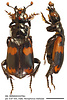 Nicrophorus melissae