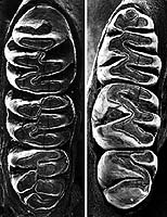 Neotomys ebriosus molars