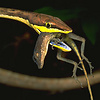 Vine Snake with captured anole