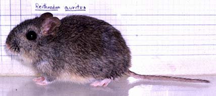 Reithrodon auritus