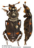 Nicrophorus reticulatus