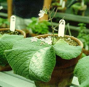 Streptocarpus cotyledon