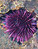 Sea urchin