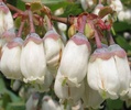 Rabbiteye Blueberry (Vaccinium ashei 'Premier') Flower