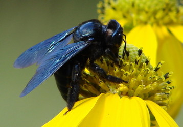 Xylocopa californica arizonensis